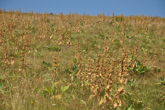 Arrivée à la FA du Wissgrut Arrivée à la FA du Wissgrut