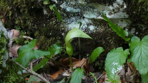 Arum Italicum