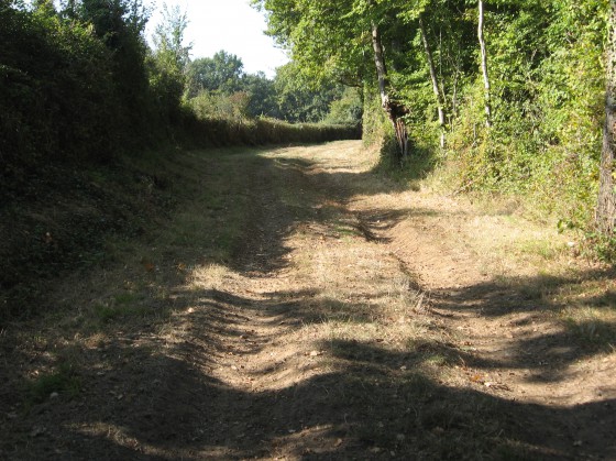 Asnières. Bois de Contremoret.