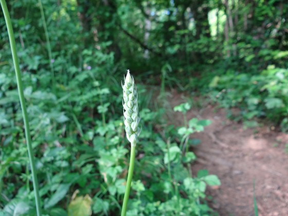 Asperge sauvage