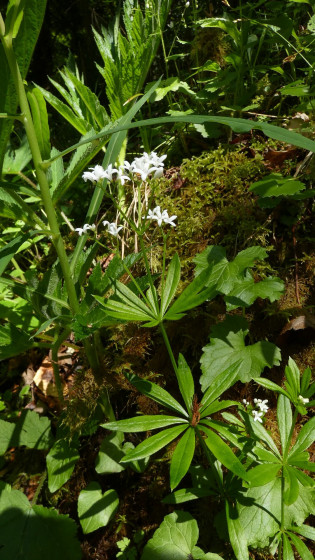 Aspérule Odorante