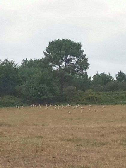 Au bord des étangs du Jard, rassemblement de cigognes