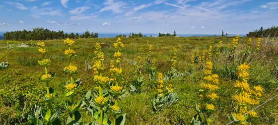 Au début de l'été la grande gentiane fleurit sur les Hautes-Chaumes.