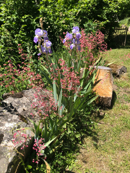 Fleurs à Ax-les-Thermes