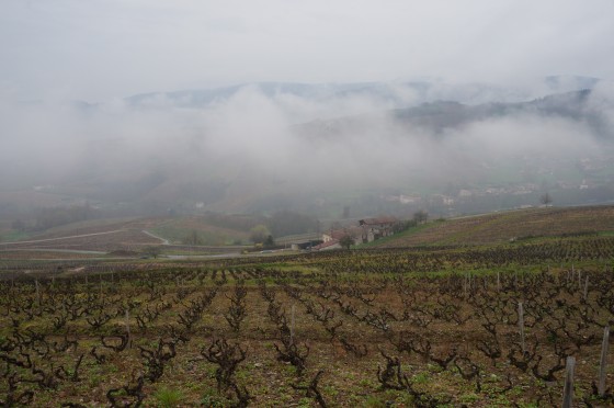 Au dessus de la combe vineuse