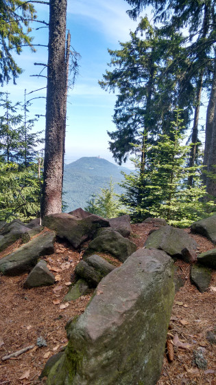 Au loin, le Haut Koenigsbourg