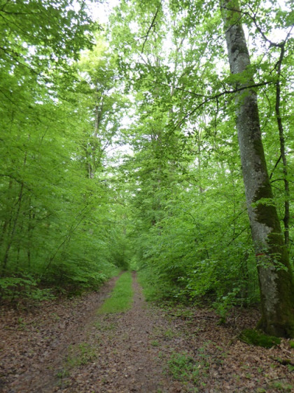 au milieu des bois