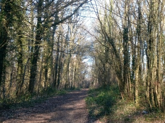 Au milieu des bois