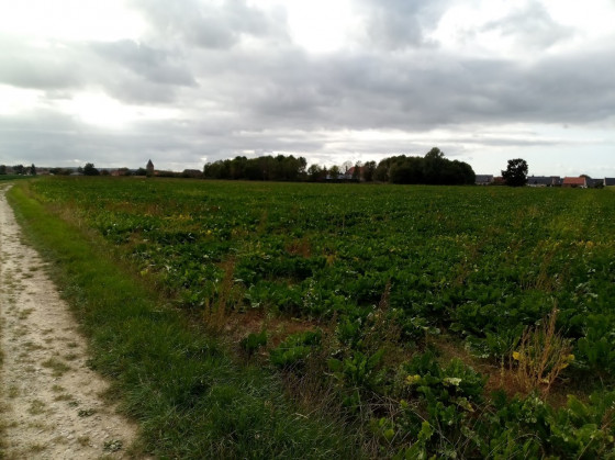 au milieu des champs