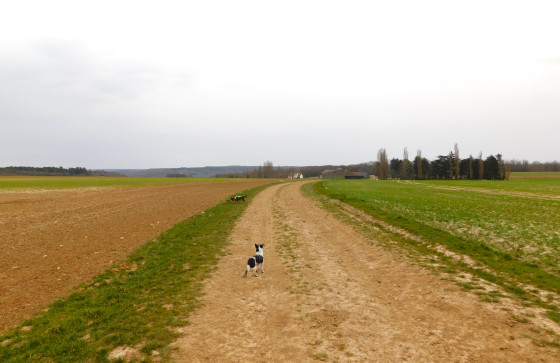 Au milieu des champs