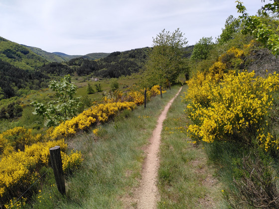 Au milieu des genêts en fleurs