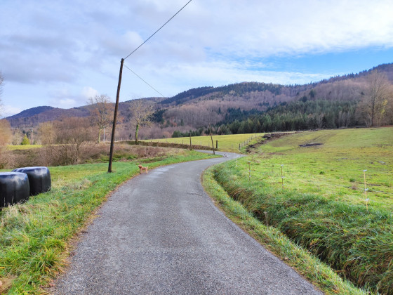 Au milieu des prés