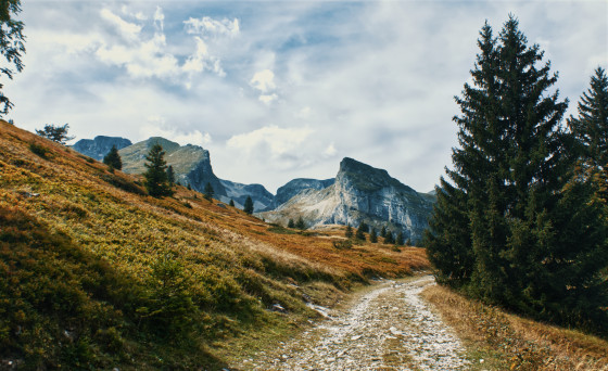 Au milieu des sapins