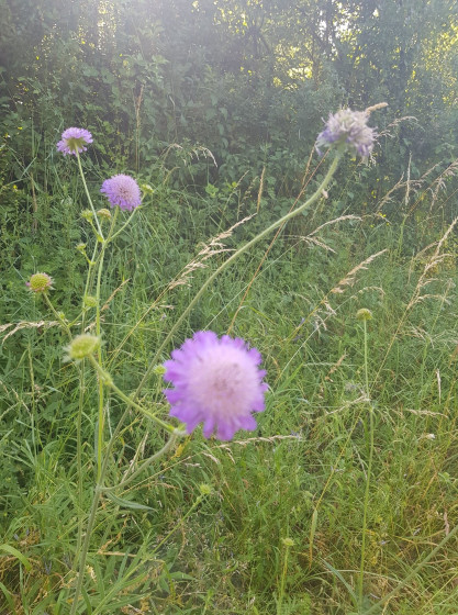 Au plus proche de la nature