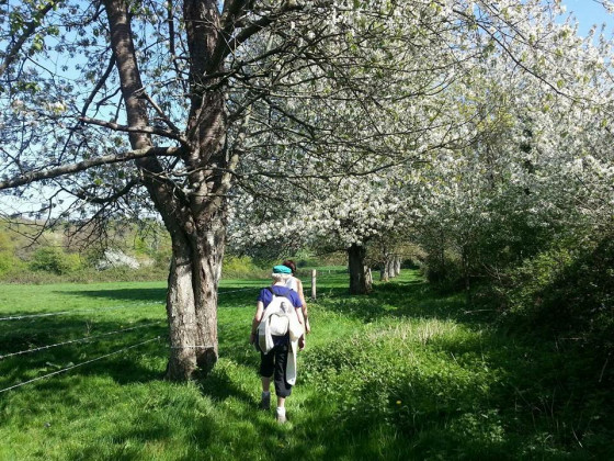 Au printemps dans le bocage normand