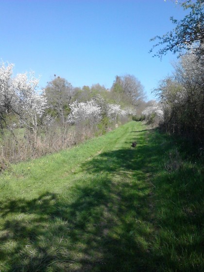 Au printemps