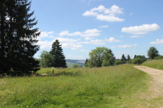 Au sortir de la forêt