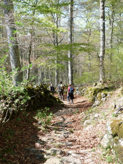 Aubrac : sentier de pierres