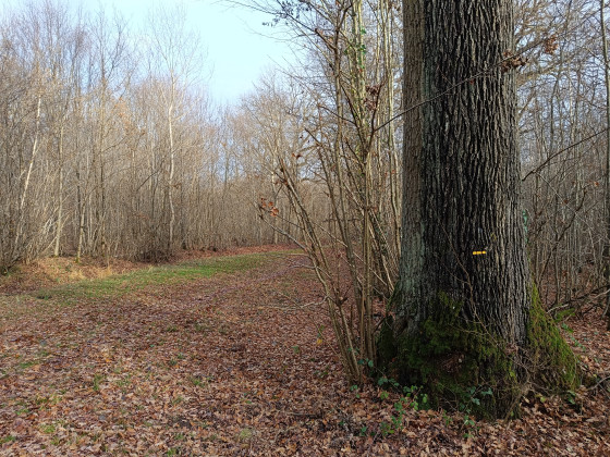 Auprès de mon arbre