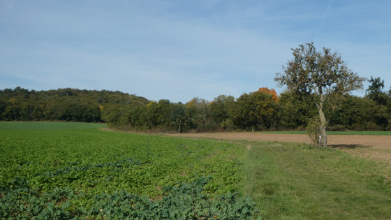 Automne au Fond de Chaude Vau (Boissy-le-Cuté)