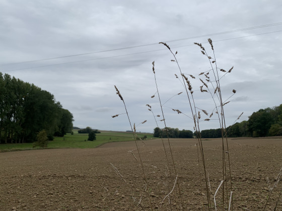 Automne dans les champs