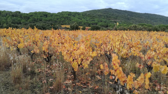 Automne la vigne