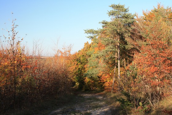 Automne