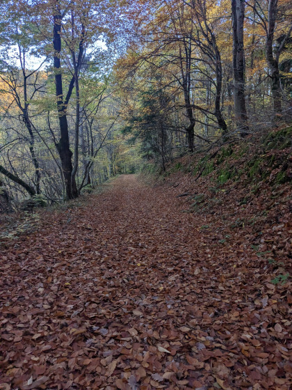 Chemin forestier