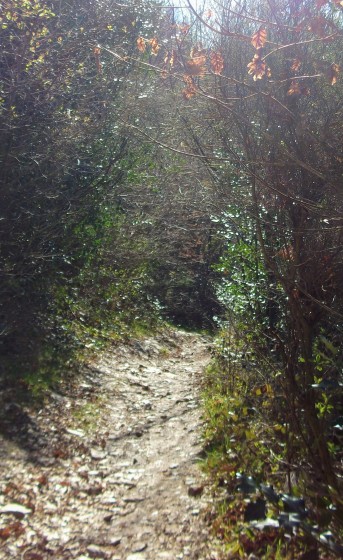 Autre sentier en sous-bois