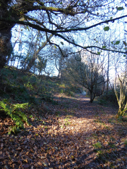 Paysage automnal &agrave; West Tanpit Wood