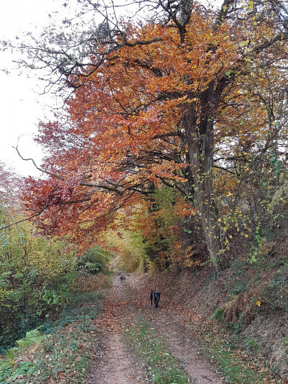 Aux couleurs d'automne