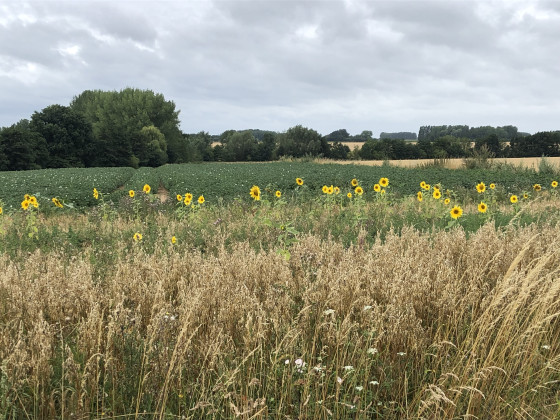 Aux environs de Blaugies