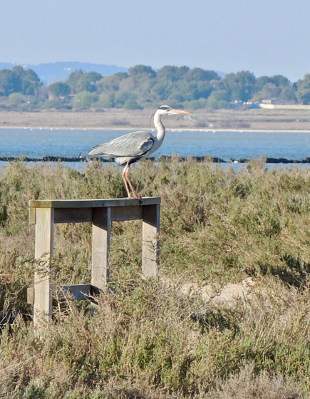 Aux salins de Mireval