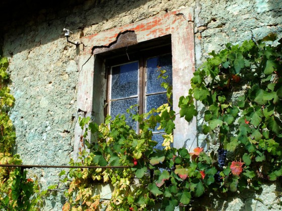 Avanne : Treille