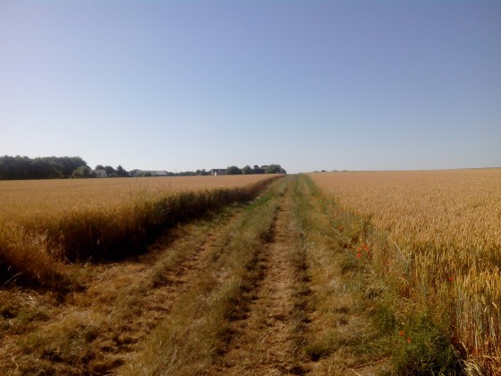 Avant la moisson