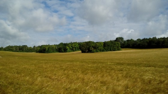 Avant la moisson
