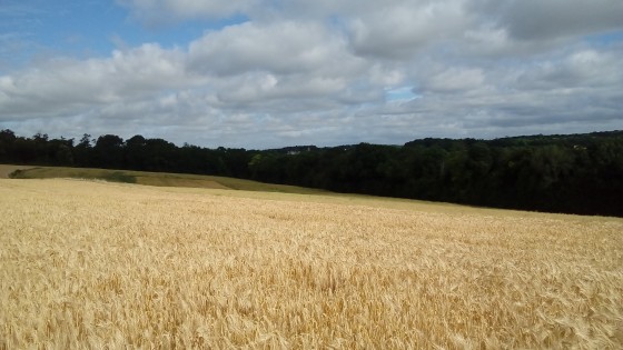 Avant la moisson
