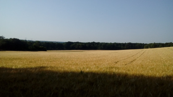Avant la moisson