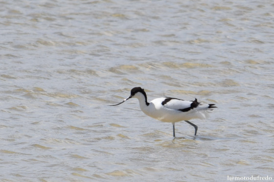 Avocette Elégante