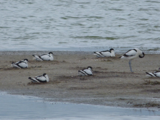 Avocettes &eacute;l&eacute;gantes
