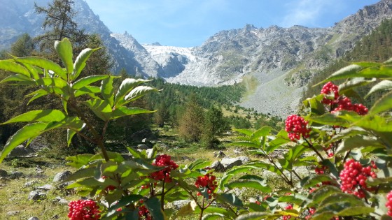 Baies et glacier