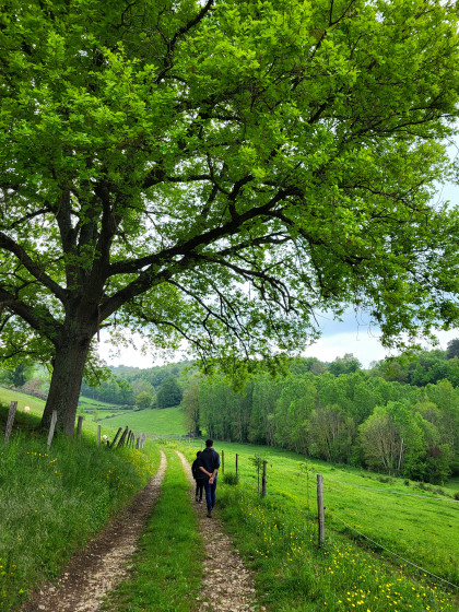 Chemin entre les prés
