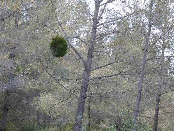 Balai de sorcière