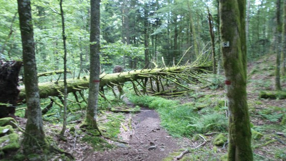 Chemin encombr&eacute;