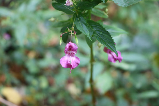 Balsamine de l\'Himalaya