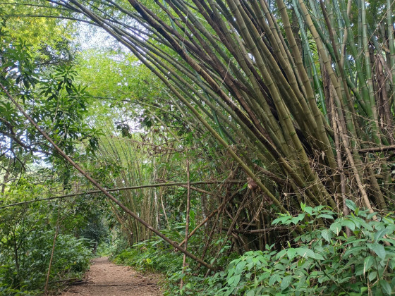 bambou sur le sentier
