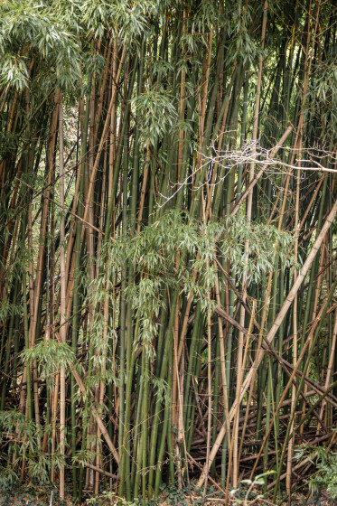 Bambous le long du Gesvres