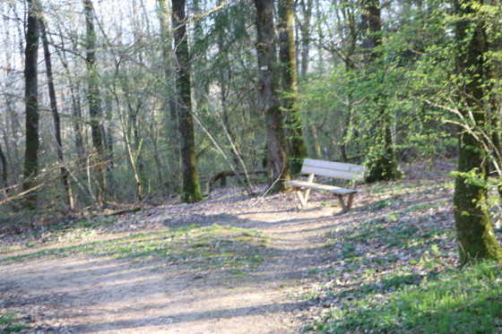 Banc en forêt