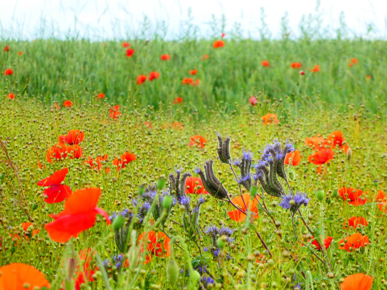Bande de fleurs cultivées