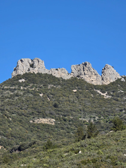 Barre du pin de Simon